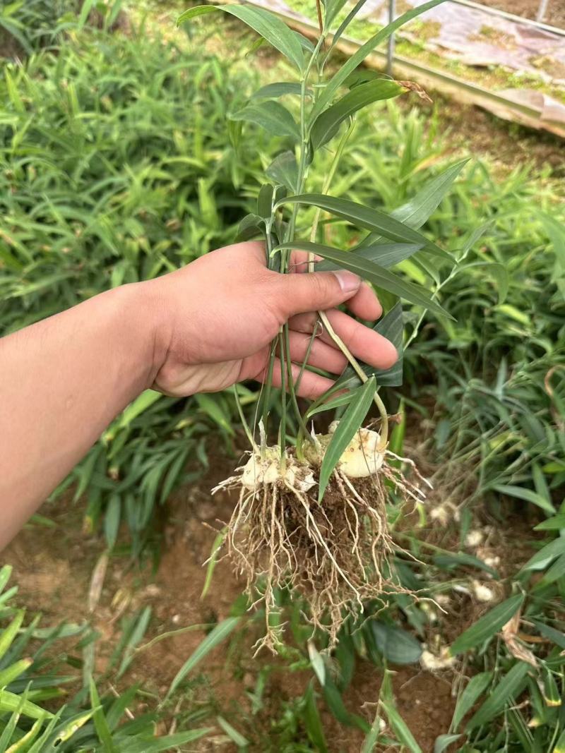 高竿多花黄精苗