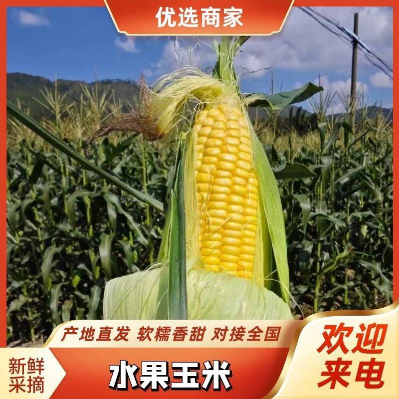 双色甜玉米，甜糯玉米产地，价格便宜，超市，食堂，批发市场