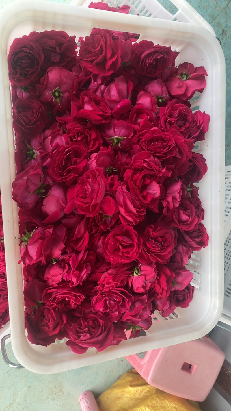 大马士革玫瑰滇红玫瑰墨攻玫瑰有需要的可联系🤜