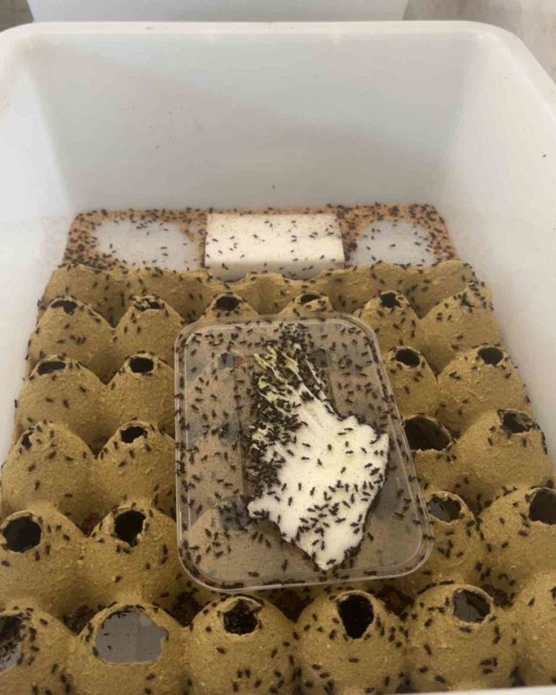 蟋蟀油葫芦