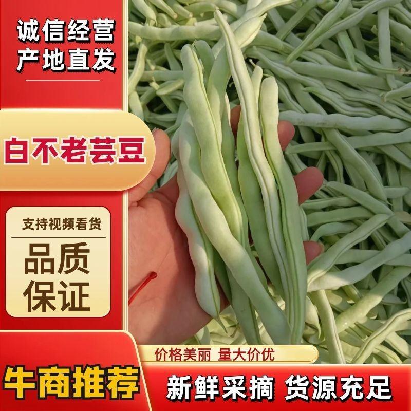 白不老芸豆大量供应，新鲜采摘量大从优，河北邯郸产地直发