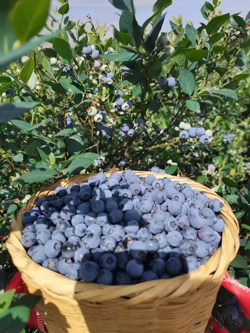麻江蓝莓