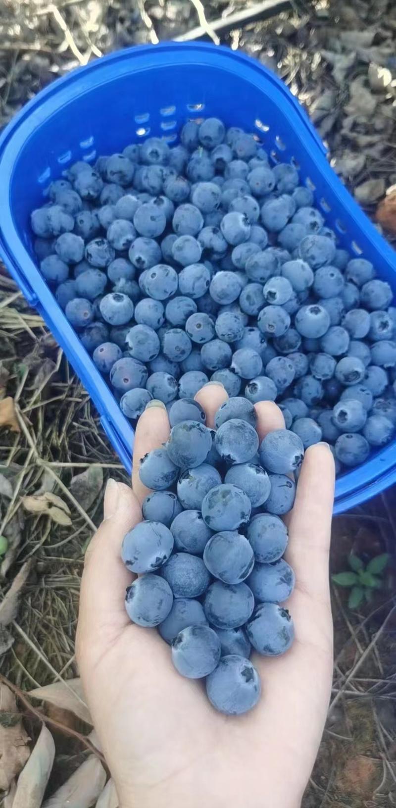 麻江蓝莓