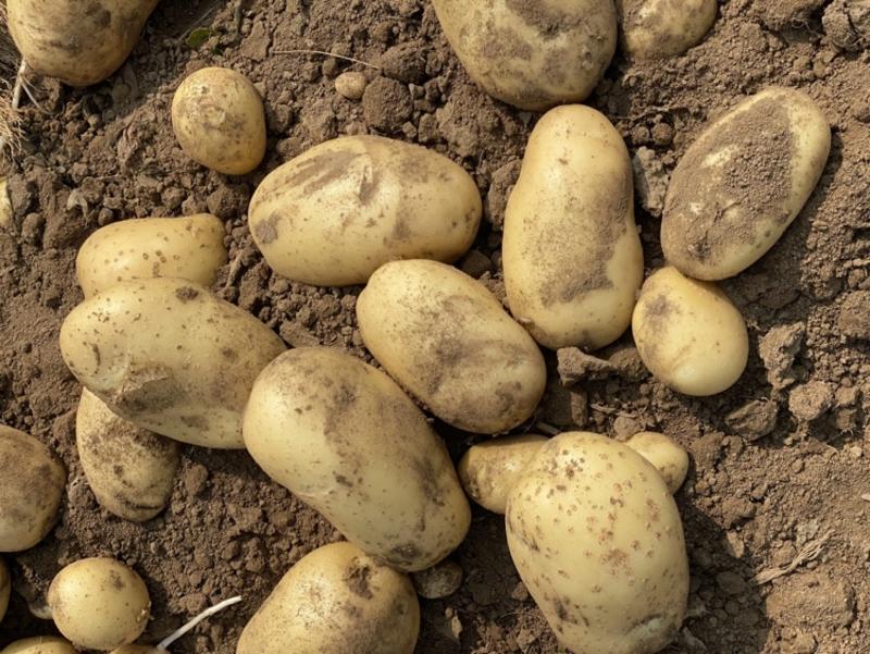 绥中土豆实验1号土豆大量供应对接全国市场电商商超