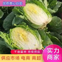 【推荐】湖北白菜精品黄心白菜产地直发规格齐全价格