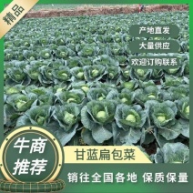 【推荐】湖北精品扁包菜大量上市量大从优价格便宜