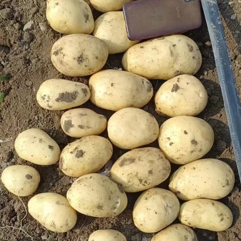【绥中土豆】沃土5号土豆大量供应现挖现发品质保证