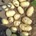 【绥中土豆】沃土5号土豆大量供应现挖现发品质保证