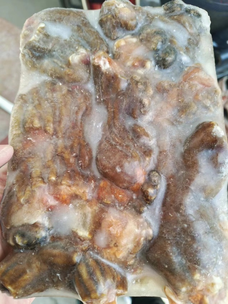 鲜活冻海葵，常年批发供应酒店，大市场