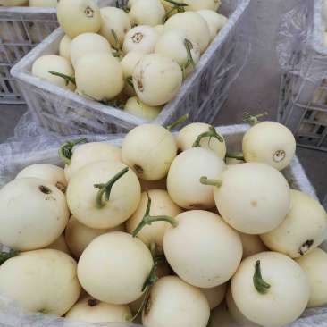 n安徽砀山白沙蜜小甜瓜白沙蜜保质保量全国代发