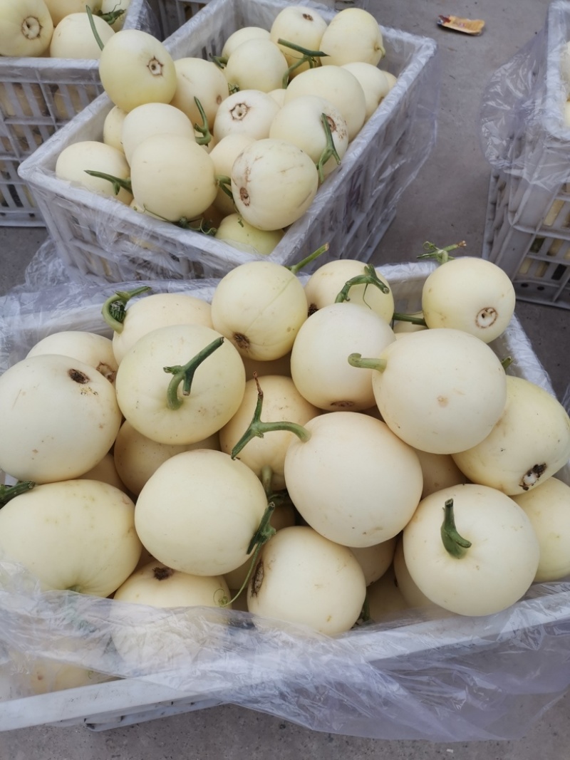 n安徽砀山白沙蜜小甜瓜白沙蜜保质保量全国代发