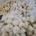 n安徽砀山白沙蜜小甜瓜白沙蜜保质保量全国代发