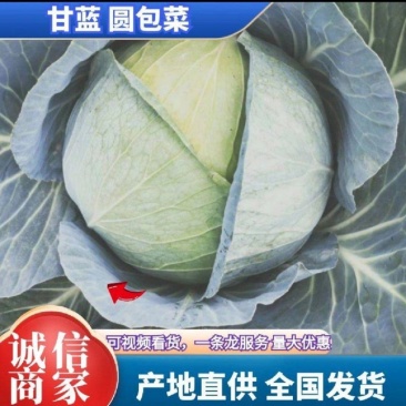 【推荐】湖北精品圆包菜对接商超品质保证可提供一条龙