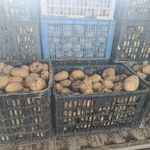 贵州黔南土豆