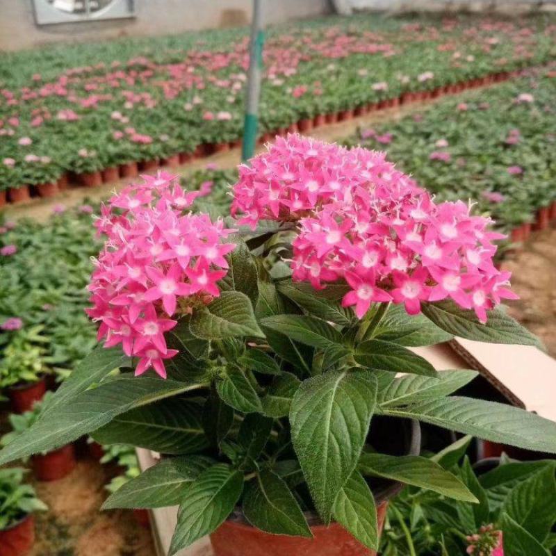 繁星花