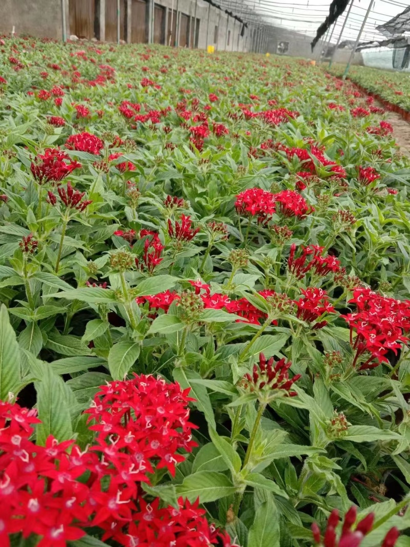 繁星花