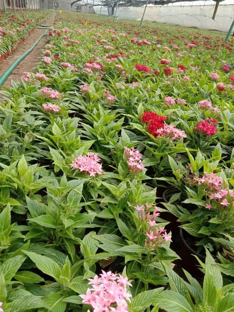 繁星花
