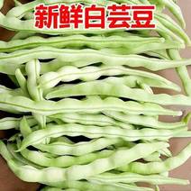 陕西汉中洋县本地四季豆肉，四季豆白，四季豆