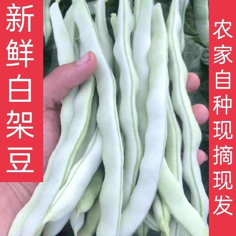 陕西汉中洋县本地四季豆肉，四季豆白，四季豆