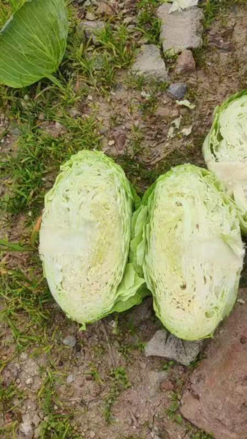【奥奇娜甘蓝】湖北产地直发量大从优，欢迎来电订购