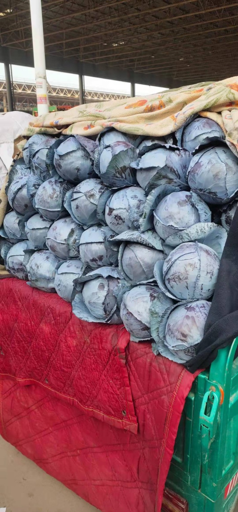 紫甘蓝河北圆包菜承接精品蔬菜加工包装货源充足代收代发