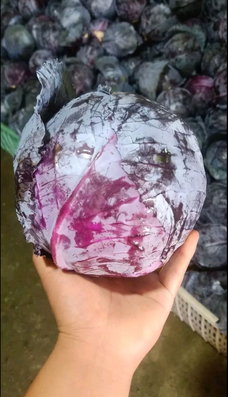 紫甘蓝河北圆包菜承接精品蔬菜加工包装货源充足代收代发