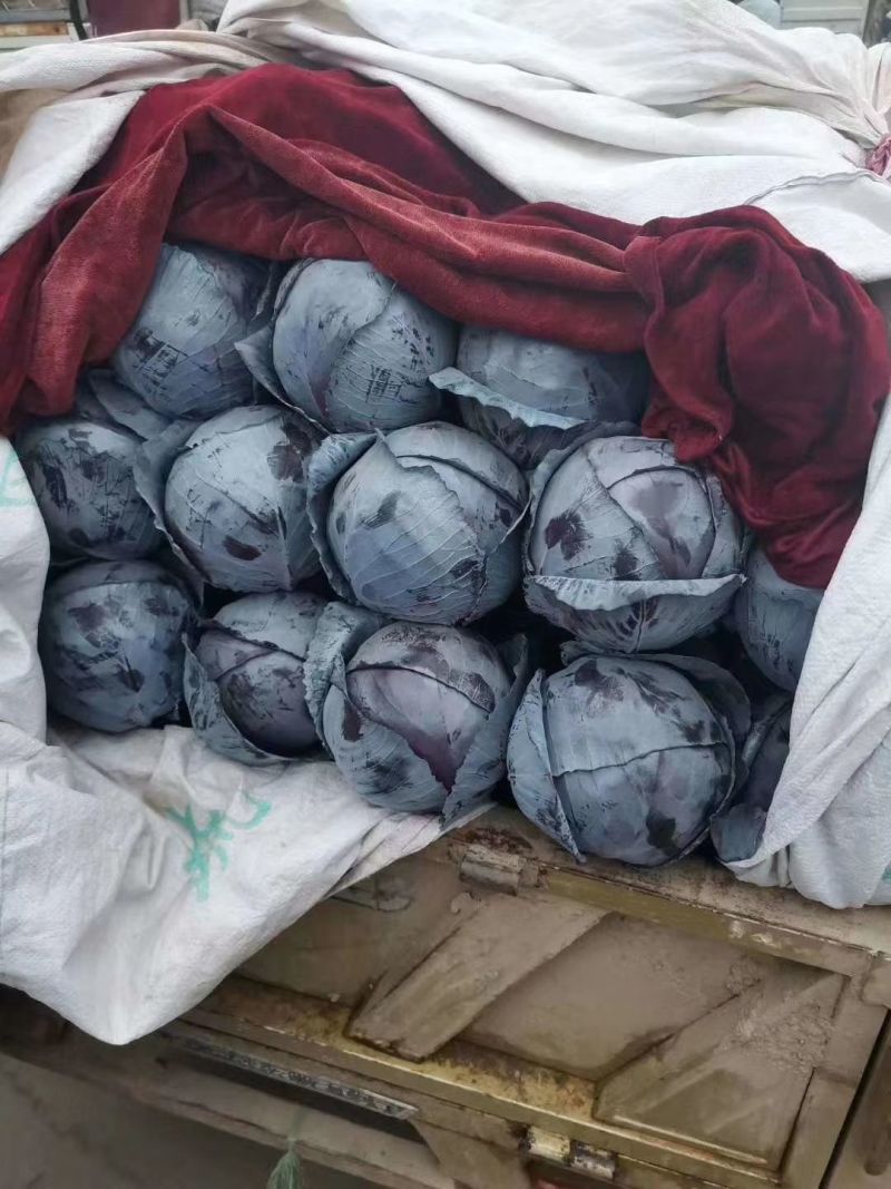 紫甘蓝河北圆包菜承接精品蔬菜加工包装货源充足代收代发