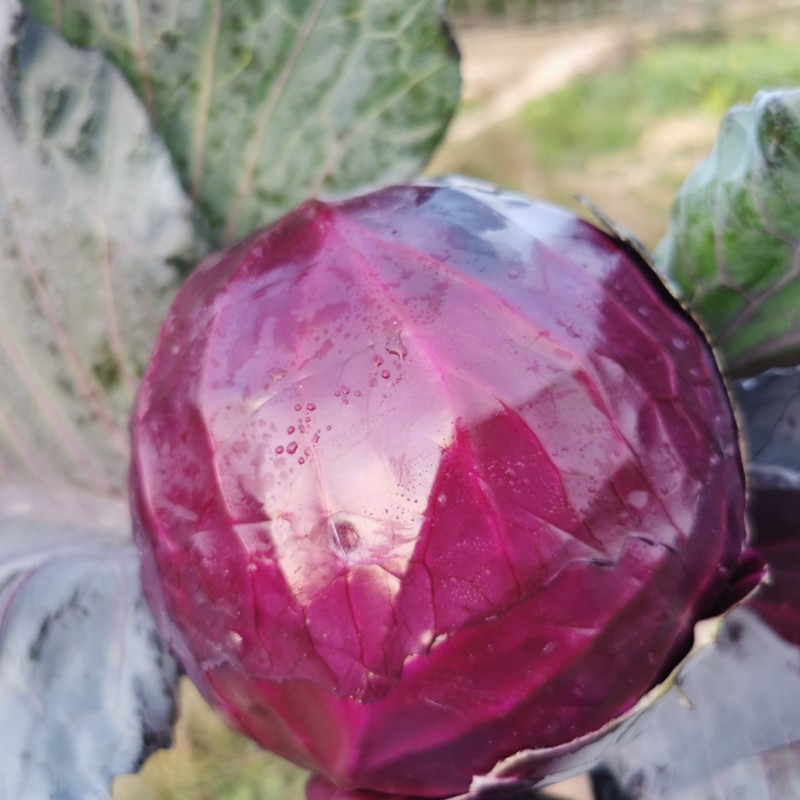 紫甘蓝河北圆包菜承接精品蔬菜加工包装货源充足代收代发