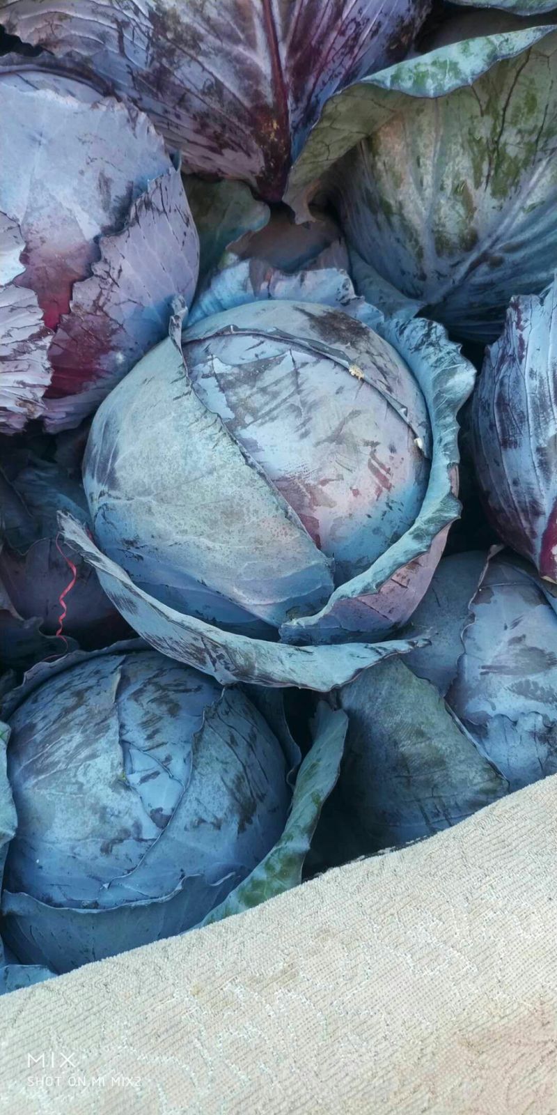 紫甘蓝河北圆包菜承接精品蔬菜加工包装货源充足代收代发