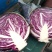 紫甘蓝河北圆包菜承接精品蔬菜加工包装货源充足代收代发
