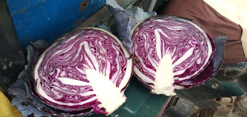 紫甘蓝河北圆包菜承接精品蔬菜加工包装货源充足代收代发