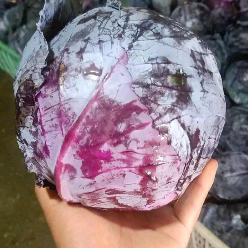 紫甘蓝河北圆包菜承接精品蔬菜加工包装货源充足代收代发