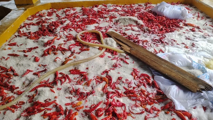 泡椒制作过程图