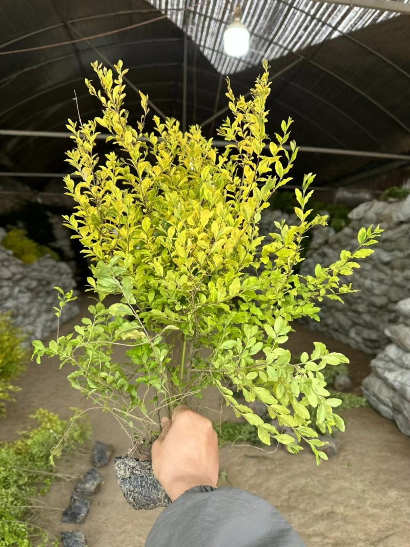 基地批发亮晶女贞，亮晶女贞球常绿的彩叶灌木