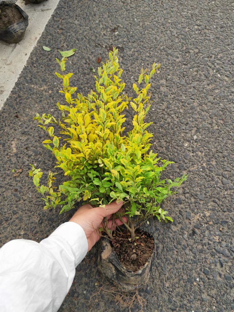 基地批发亮晶女贞，亮晶女贞球常绿的彩叶灌木