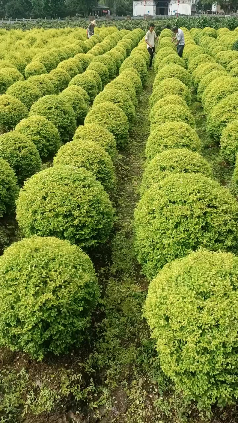 基地批发亮晶女贞，亮晶女贞球常绿的彩叶灌木