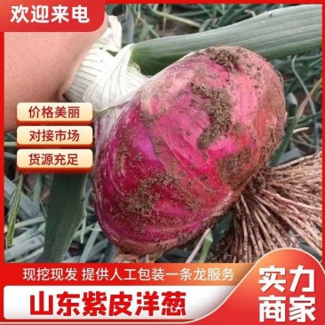 〔精选〕山东洋葱红皮洋葱大量现货产地代发8cm起步可视频