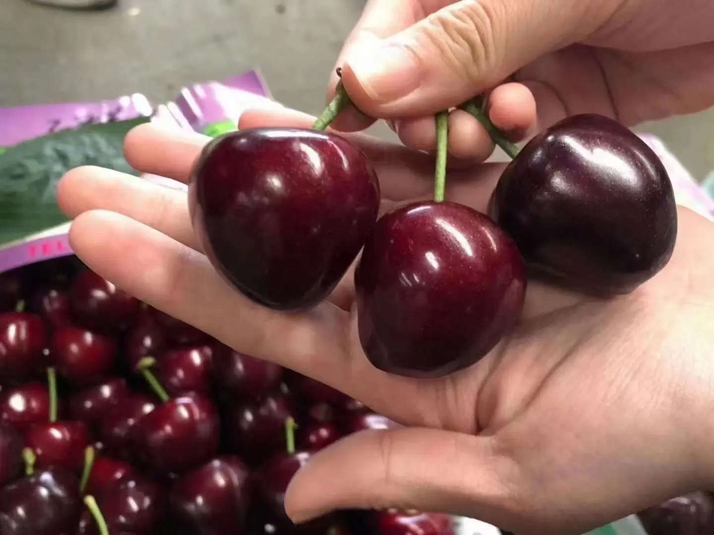 一斤美早樱桃的数量对比图