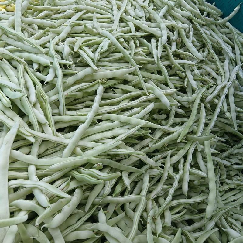 河南焦作精品芸豆，白不老大量上市，欢迎各位老板前来采购