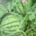 海棠麒麟瓜