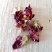 中药材芙蓉花干芙蓉花芙蓉花朵一斤包邮