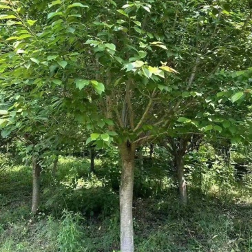15公分樱花晚樱山樱花清地处理400装车