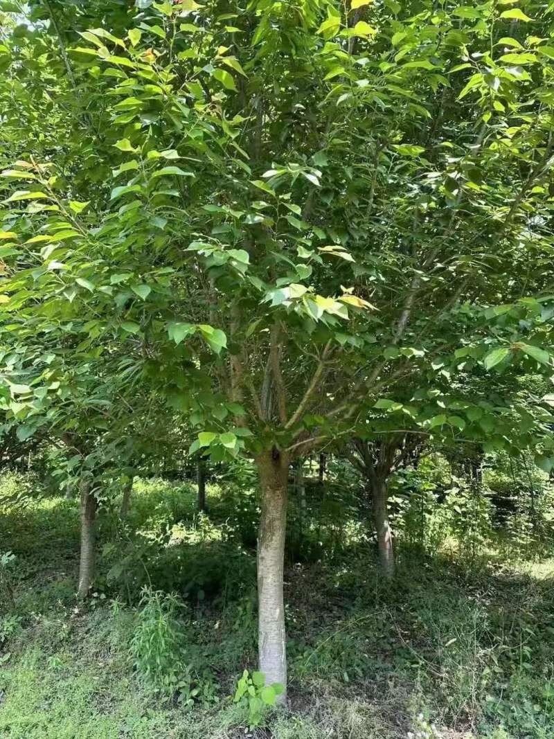 15公分樱花晚樱山樱花清地处理400装车