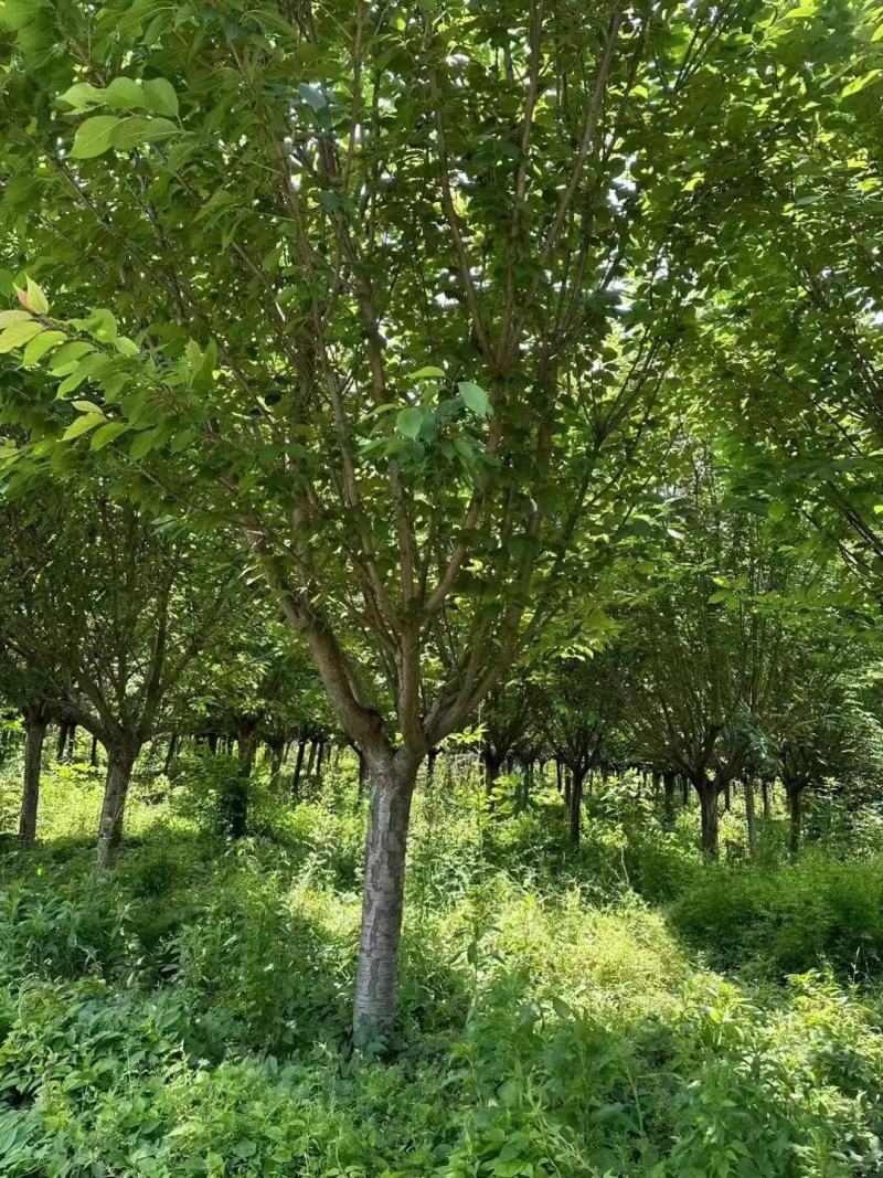 15公分樱花晚樱山樱花清地处理400装车