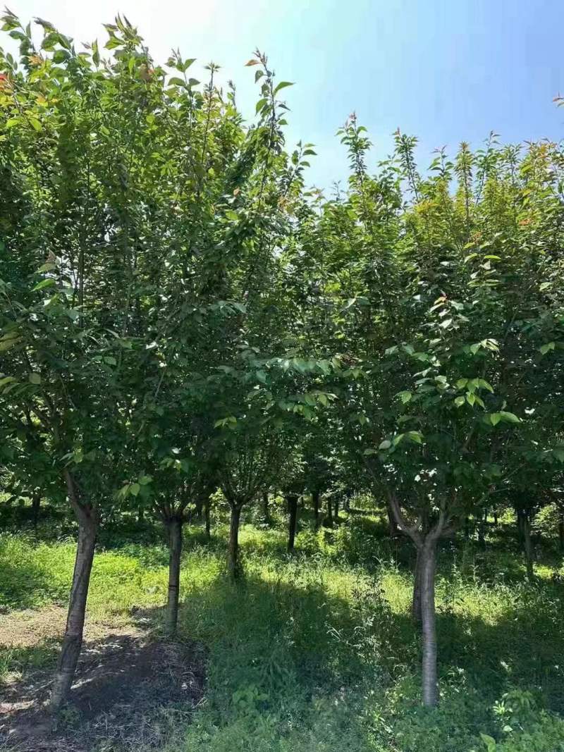 15公分樱花晚樱山樱花清地处理400装车