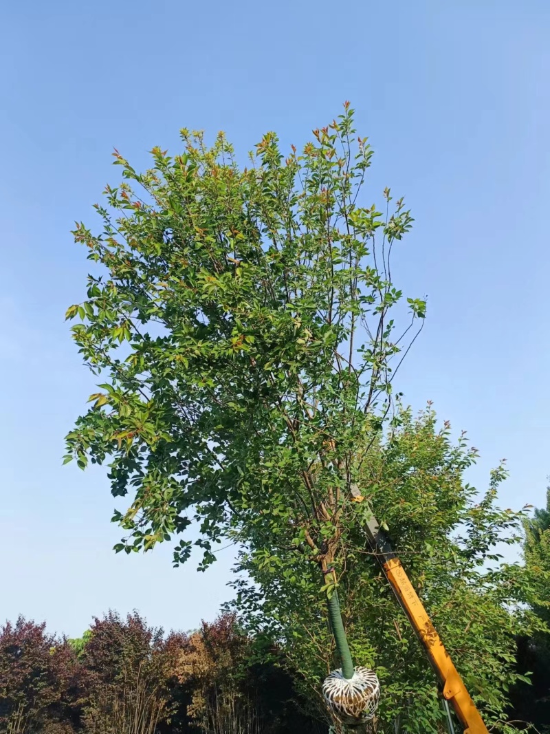 15公分樱花晚樱山樱花清地处理400装车