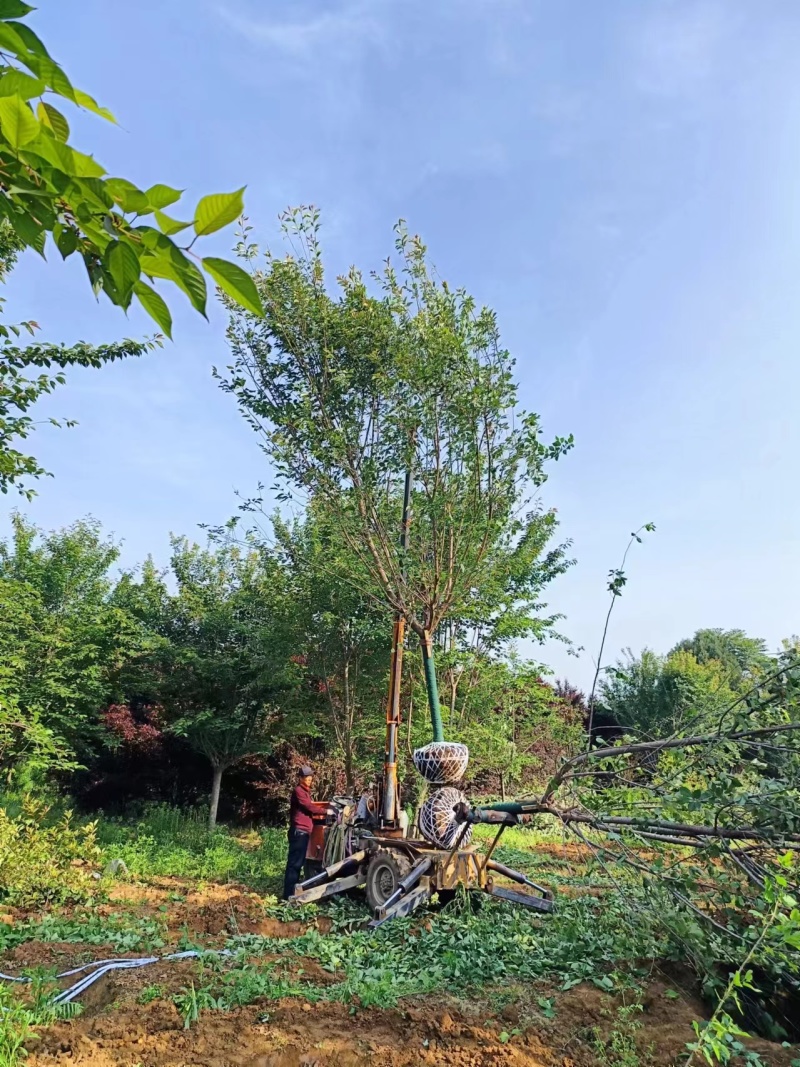 15公分樱花晚樱山樱花清地处理400装车