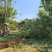 15公分樱花晚樱山樱花清地处理400装车