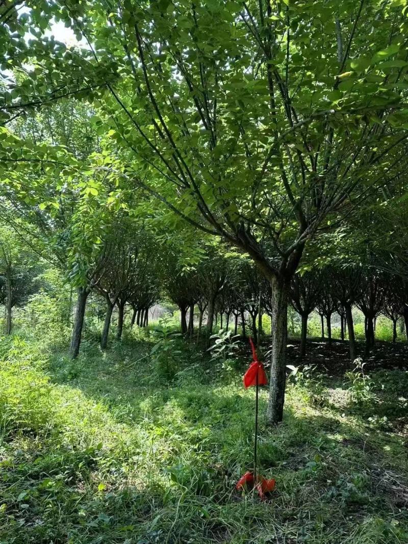 15公分樱花晚樱山樱花清地处理400装车