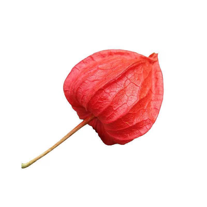 锦灯笼中药材锦灯笼干皮红姑娘吉林锦灯笼